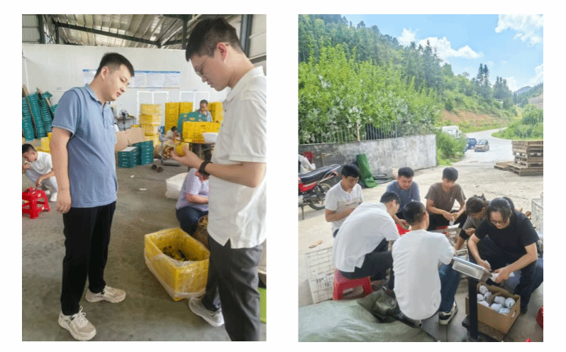 永利y23455科技特派员赴九峰镇 为黄金柰李保鲜裂果支招