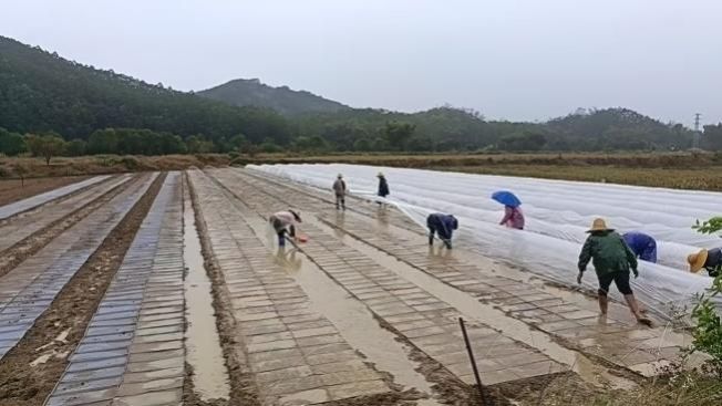 仲恺科技特派员赴广东新序列农业发展有限公司水稻田开展有机硅增效剂推广工作